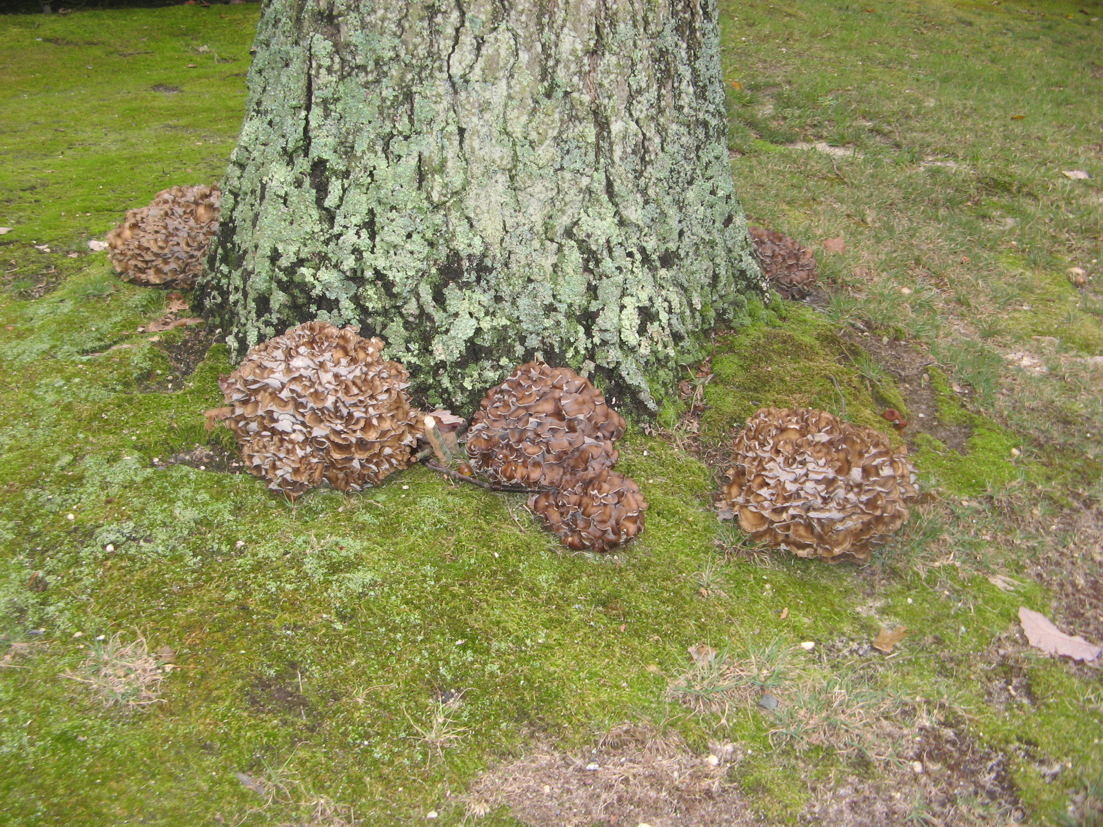 Hen of the woods mushroom (Grifola frondosa) at the base of an oak