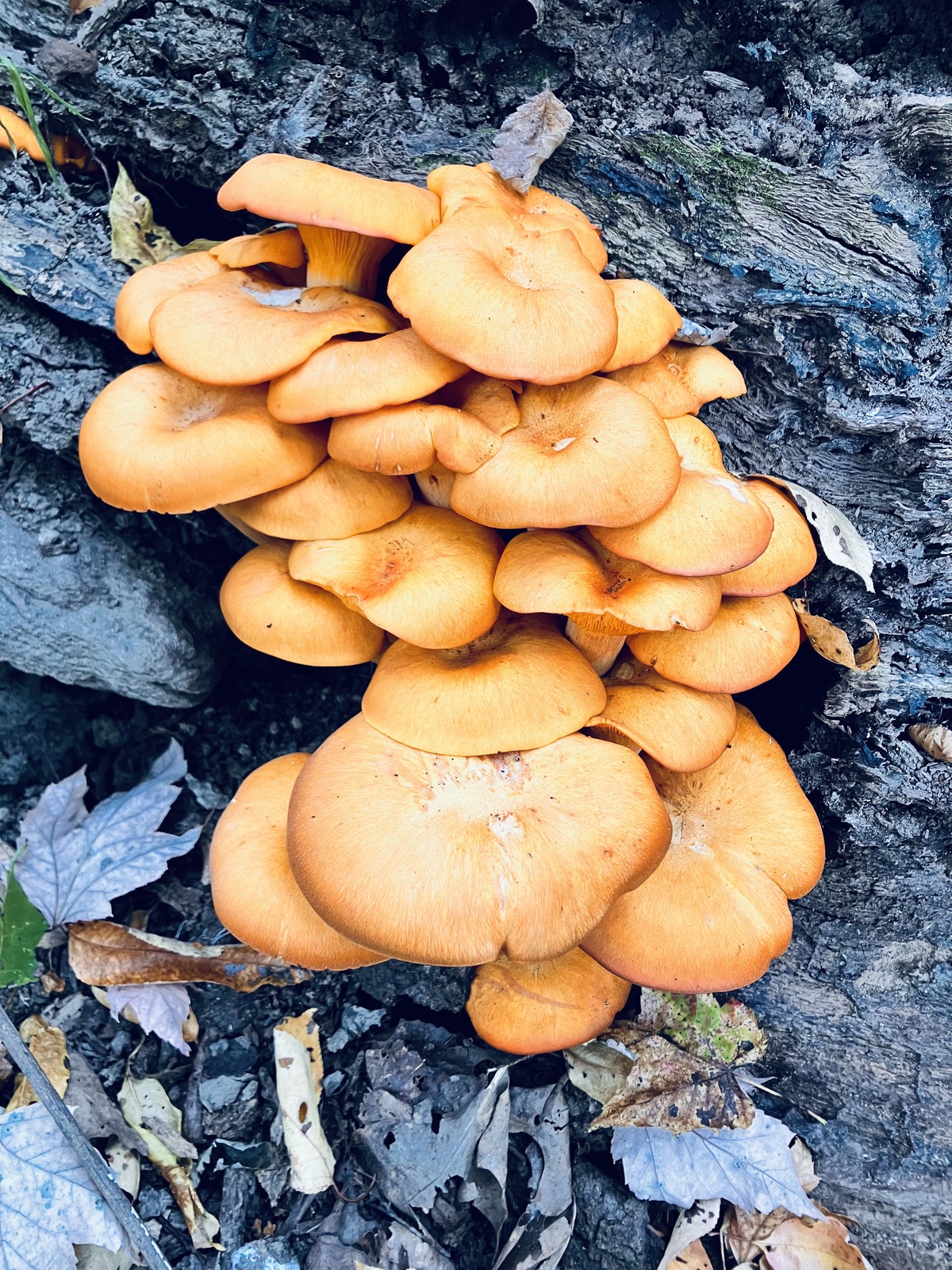 Jack-o-lantern mushroom (Omphalotus illudens), orange with true gills