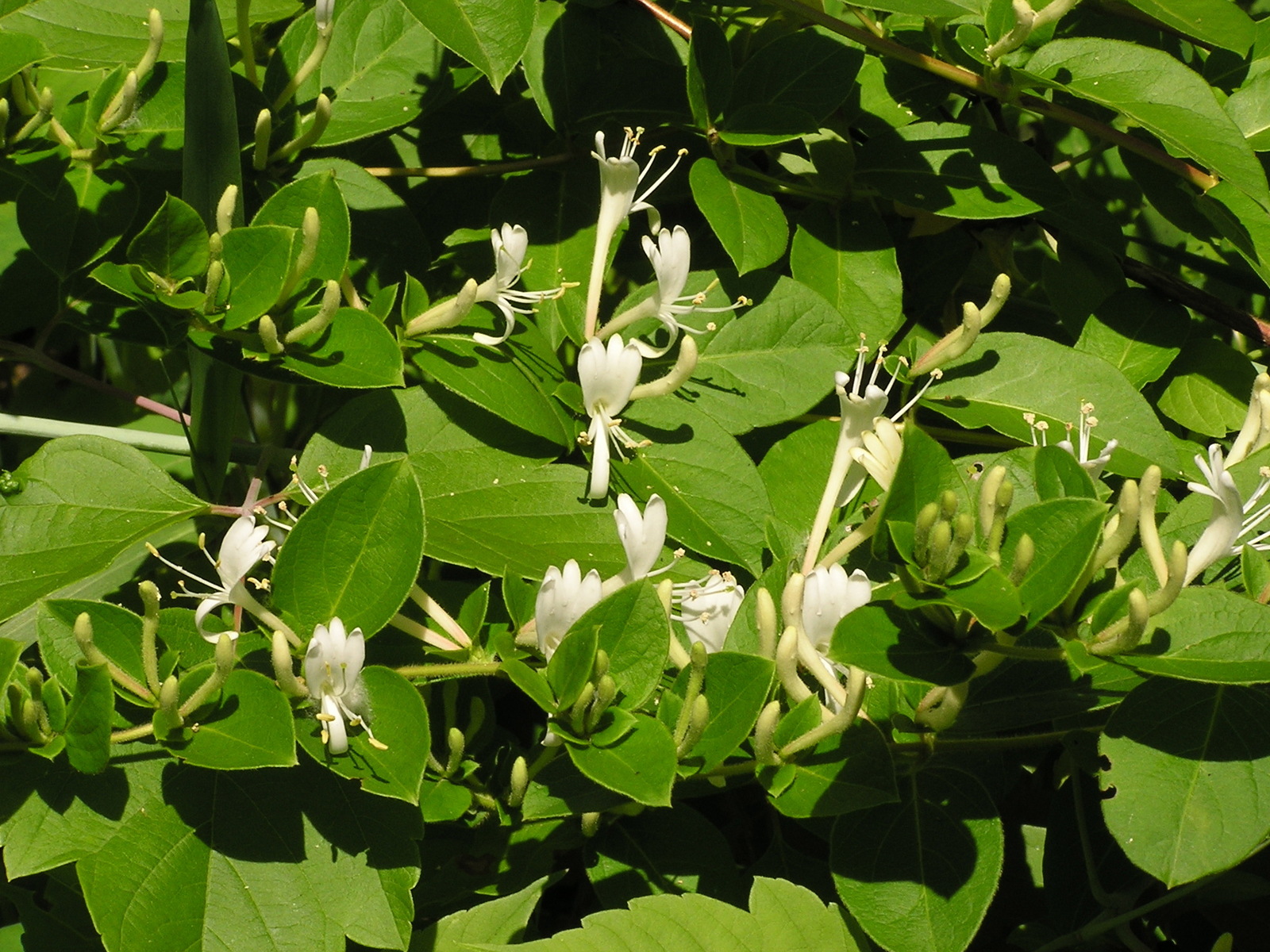 Japanese honeysuckle (Lonicera japonica) vine with white and yellow flowers