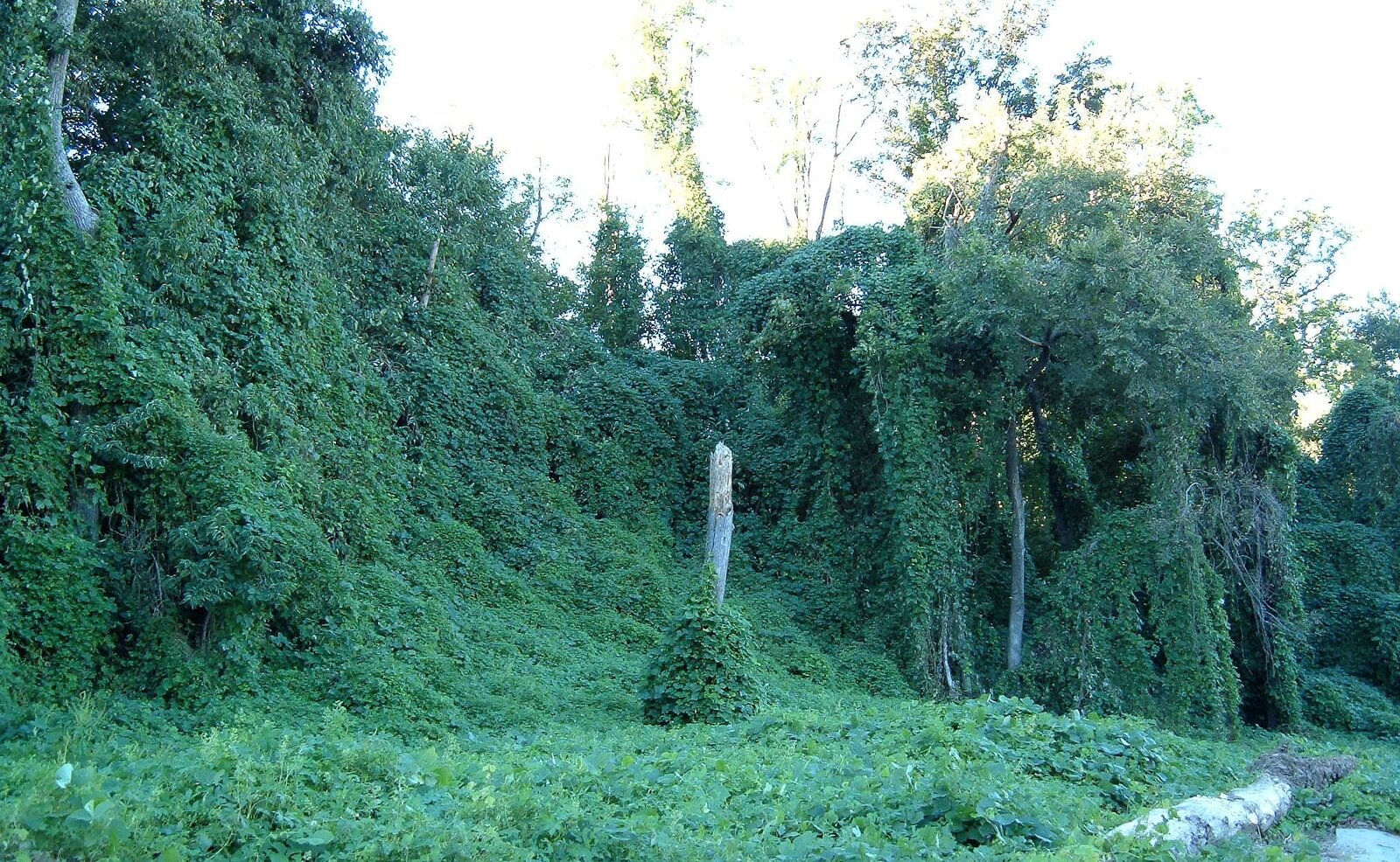 Kudzu covering trees beside a road