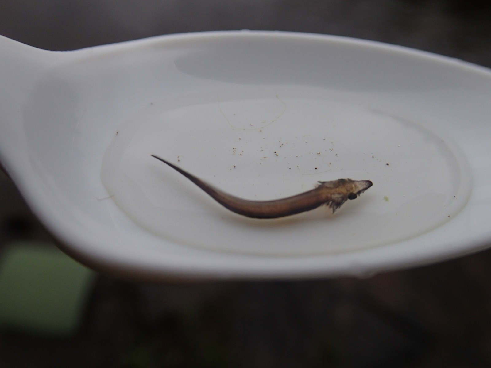Lake sturgeon with bony scutes along back