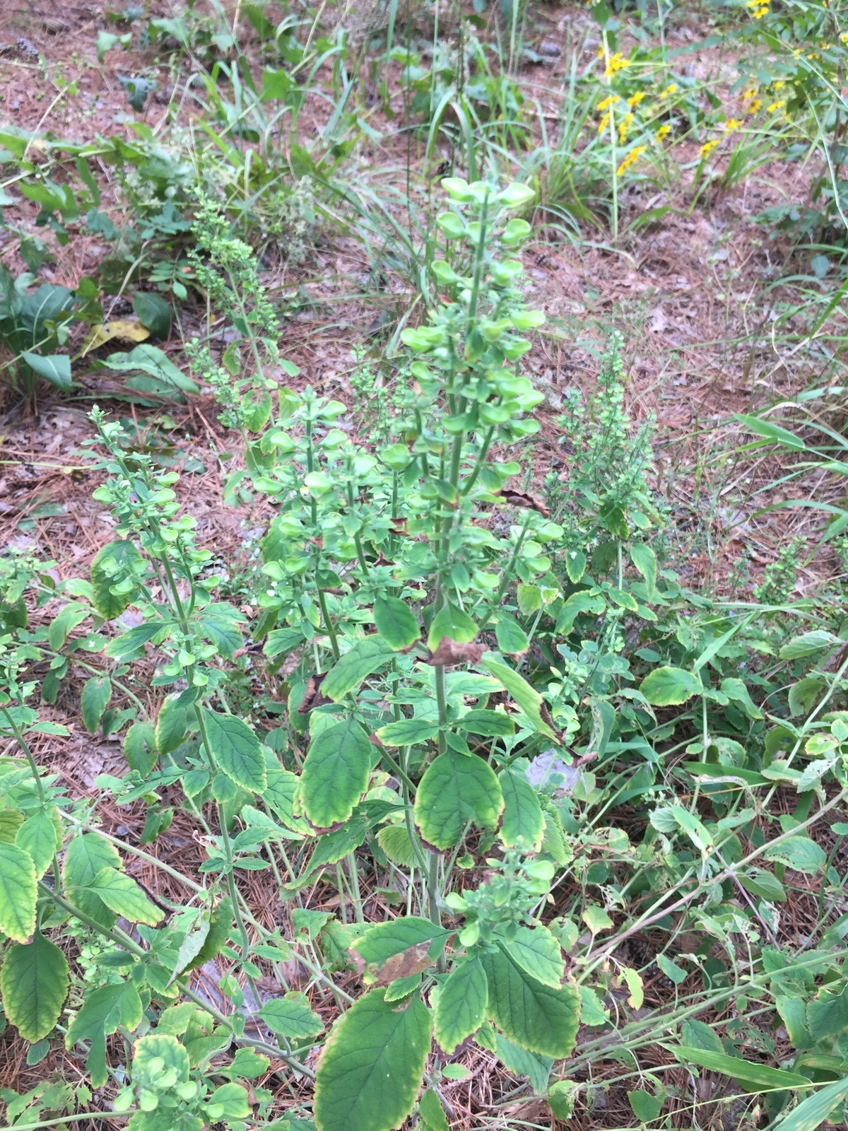 Large-flowered skullcap