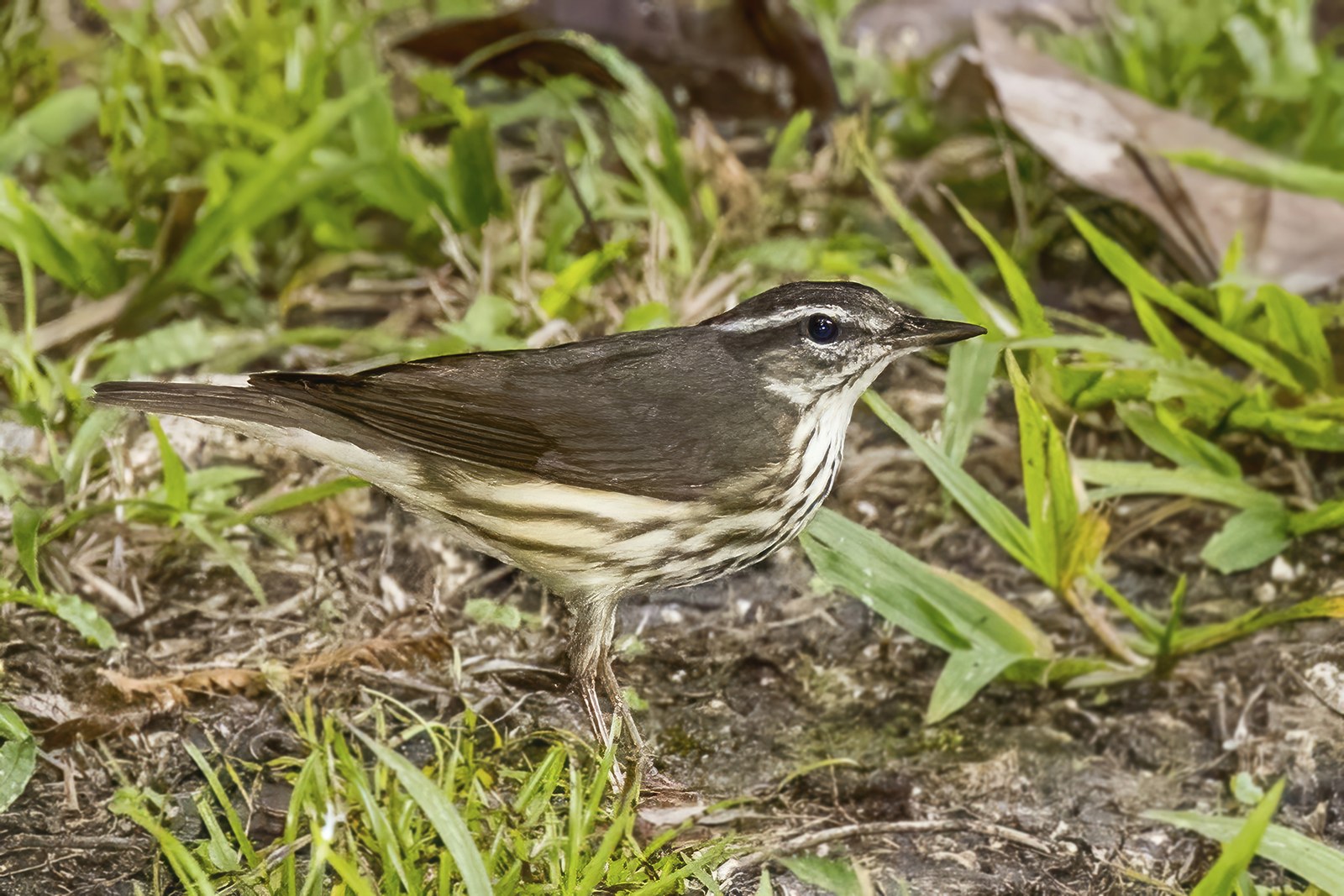Louisiana waterthrush at streamside
