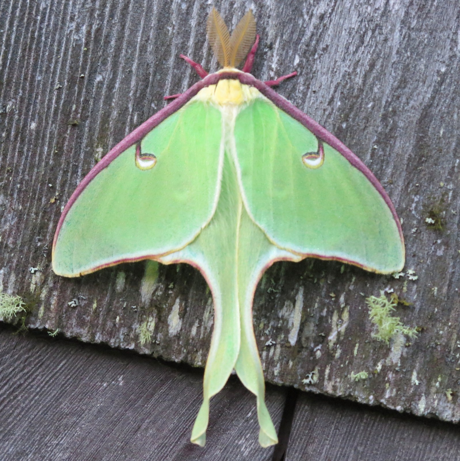 Luna moth with pale green wings and long hindwing tails