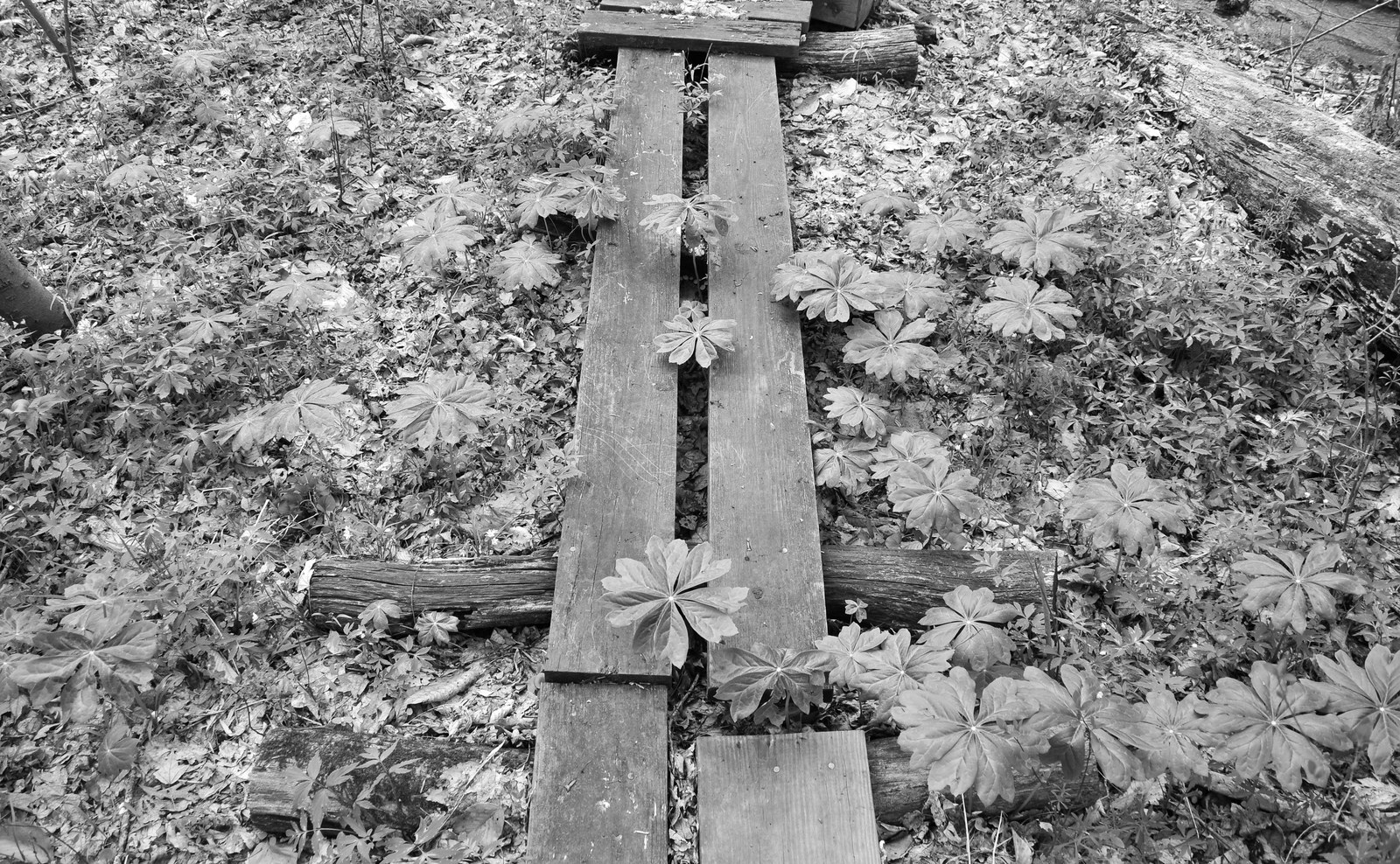 Mayapple colony (Podophyllum peltatum) in spring woodland