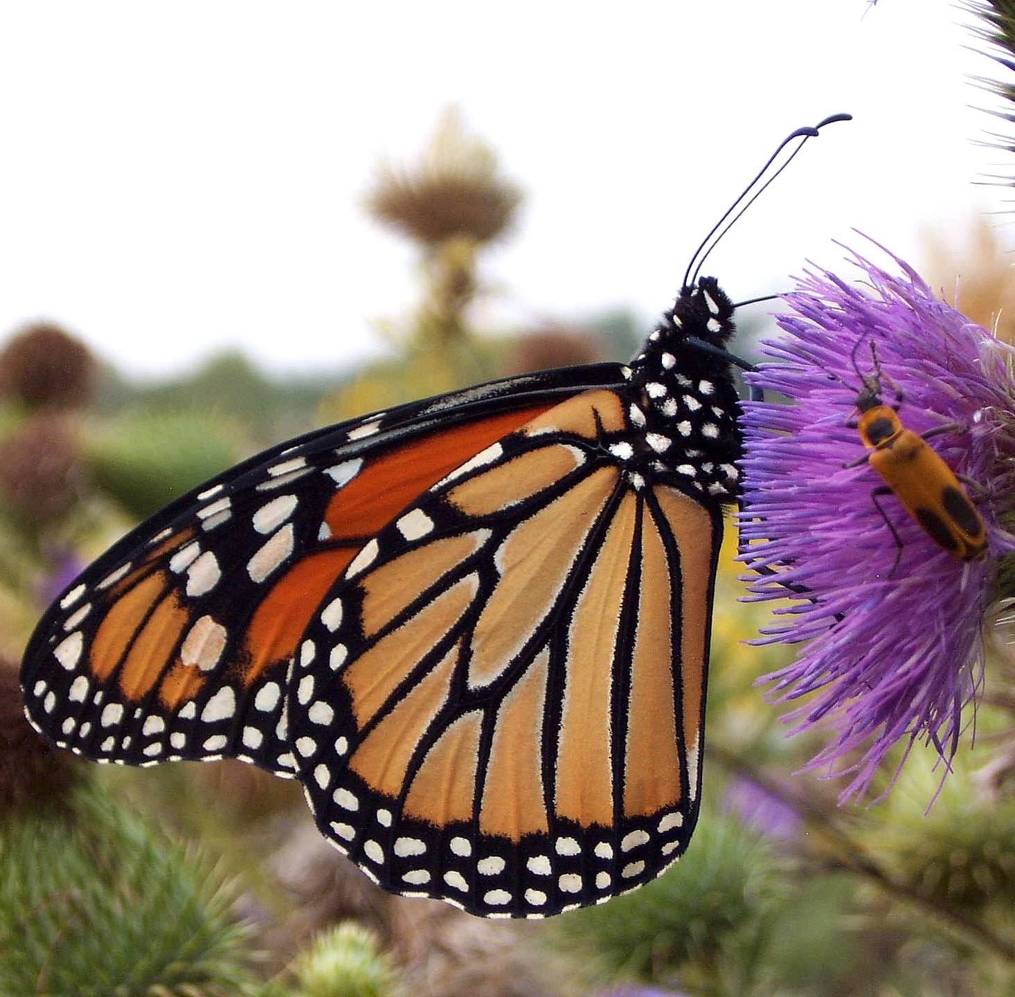 Monarch butterfly on a thistle flower