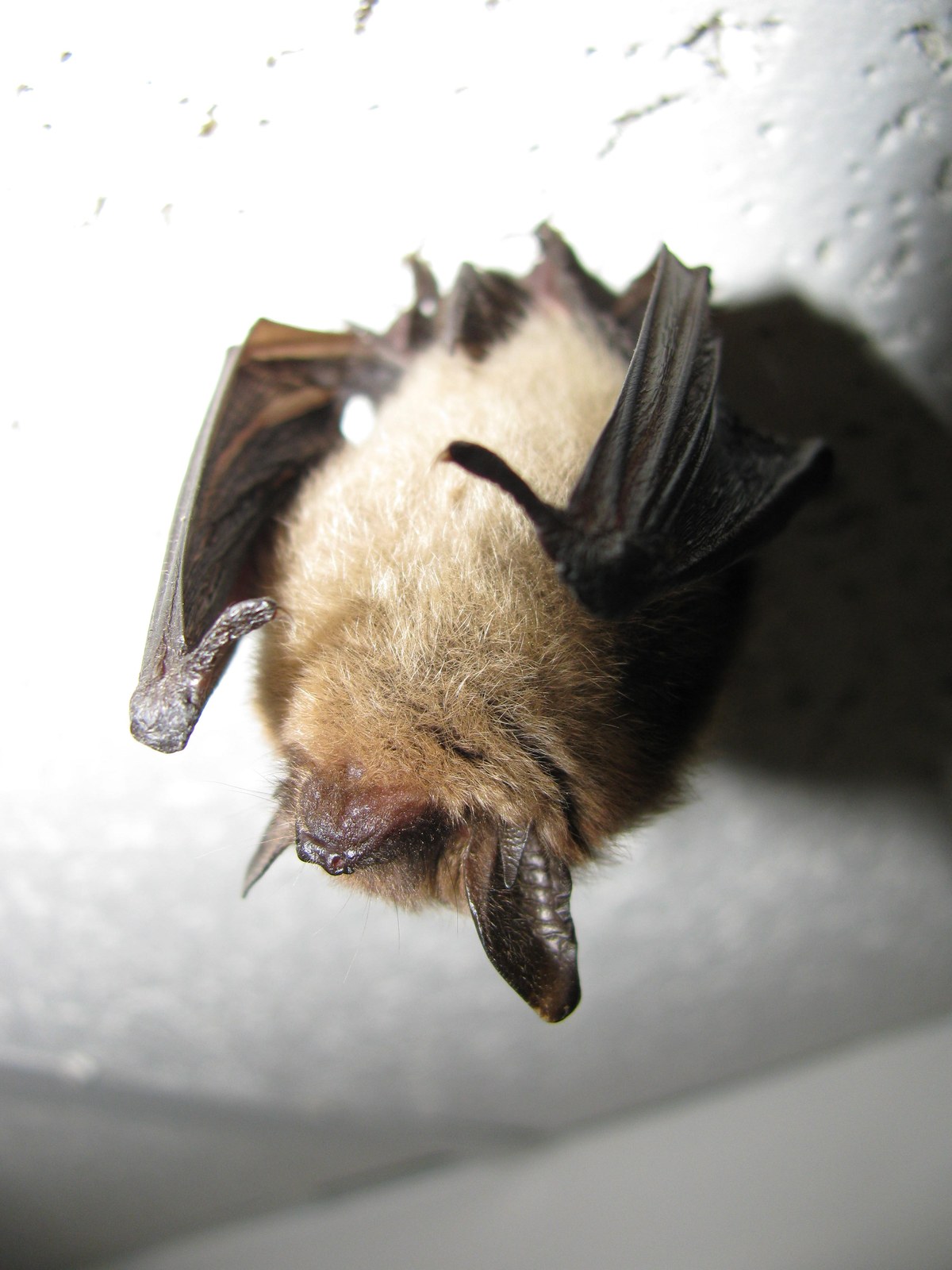 Northern long-eared bat clinging to rock