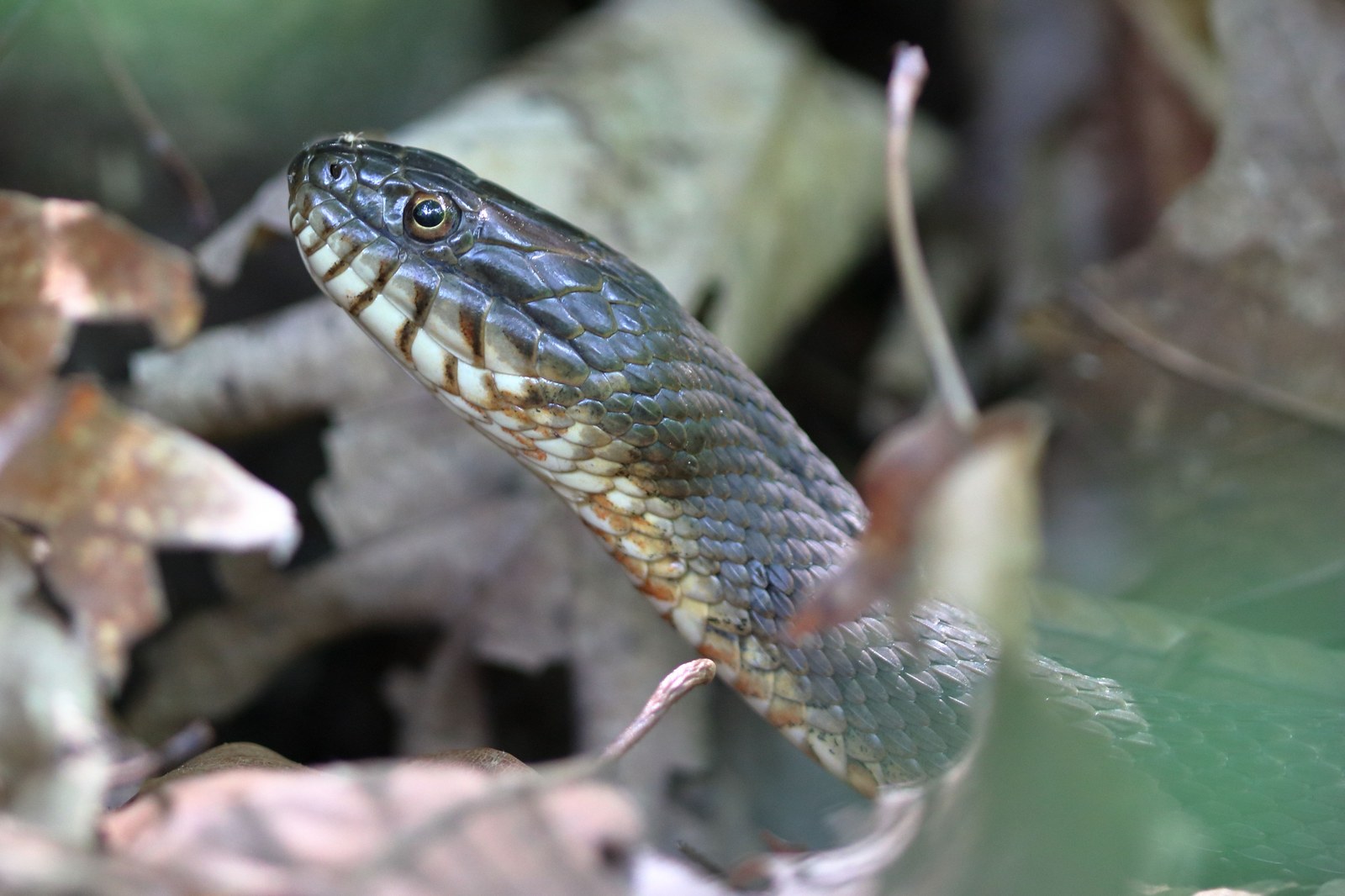 Northern water snake with dark crossbands along body