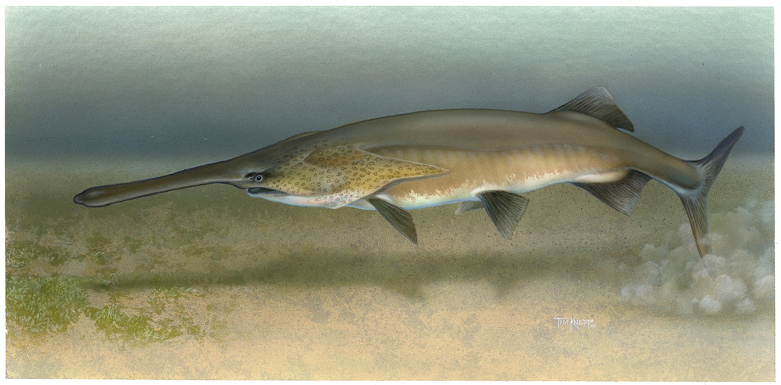 Paddlefish with long rostrum