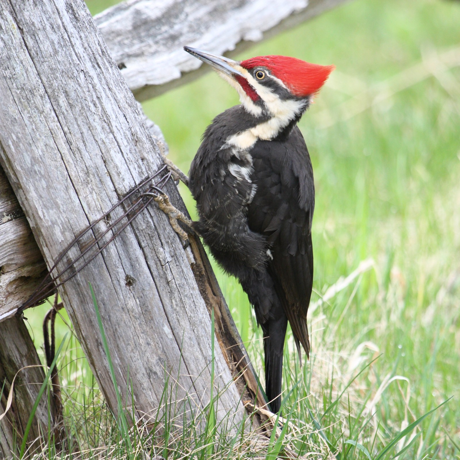 Pileated woodpecker on tree trunk with red crest visible