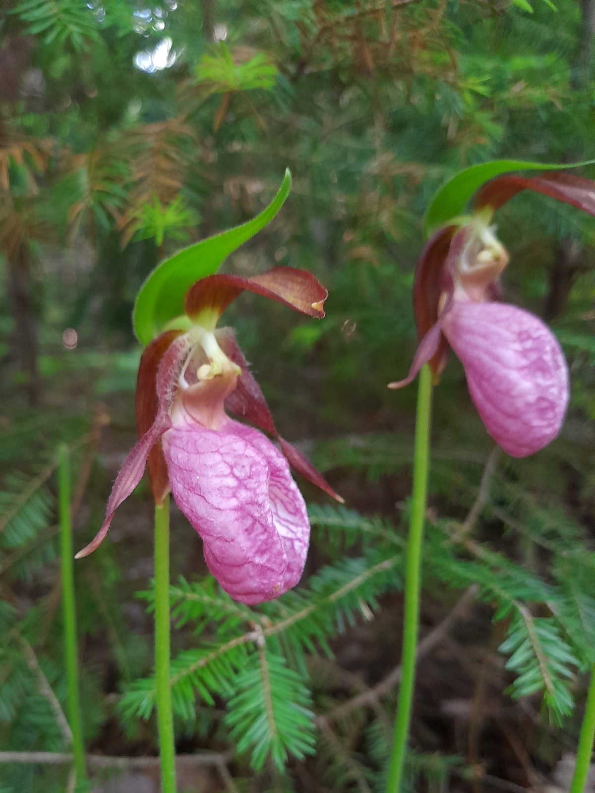Pink lady's slipper orchid in fruit