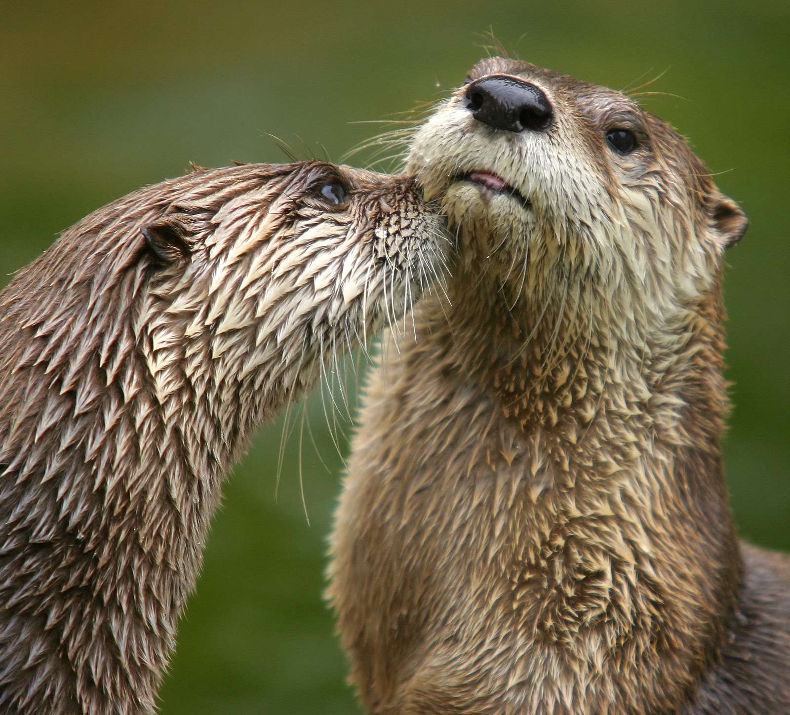 North American river otter on a log