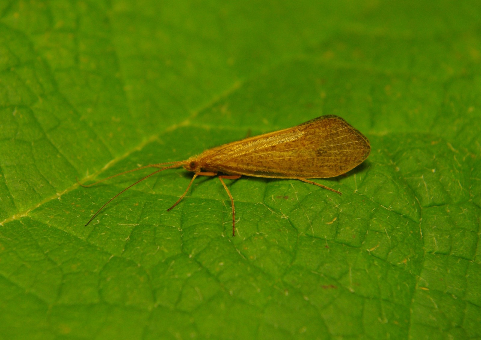Adult Sequatchie caddisfly, an aquatic insect with mottled brown wings and long antennae