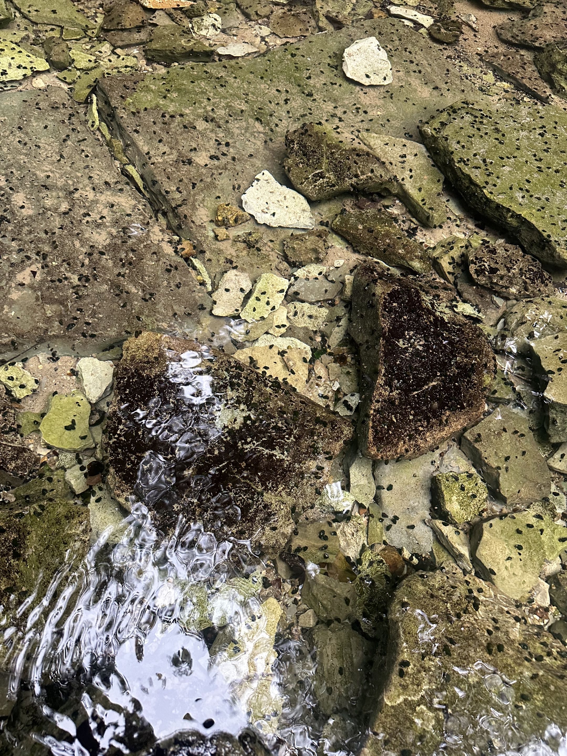 Cave snails from Sequatchie Cave