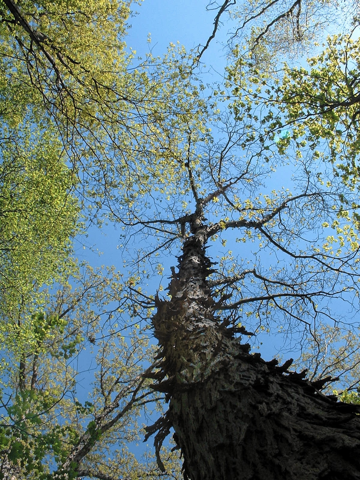 Shagbark hickory trunk with peeling strips of bark