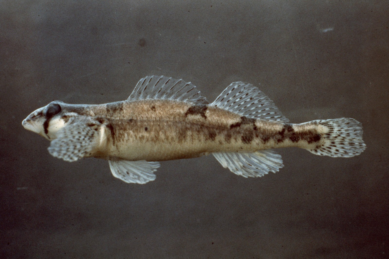 Snail darter, a small bottom-dwelling fish