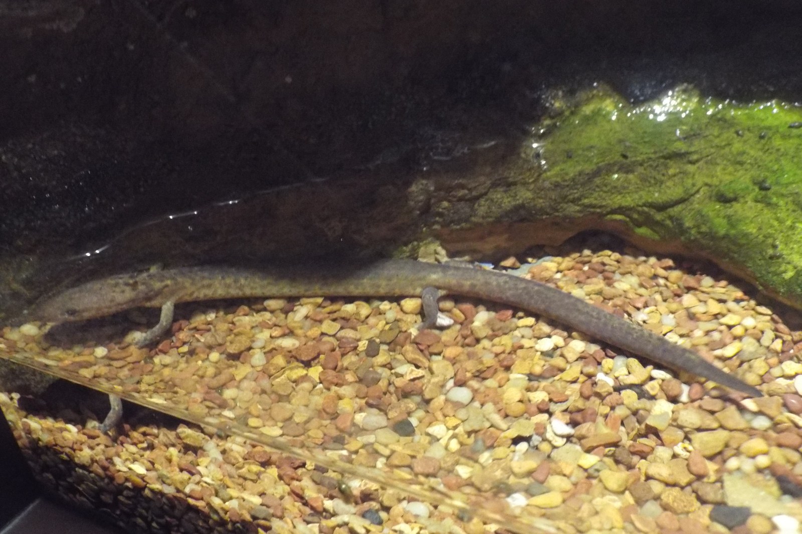 Tennessee cave salamander, pale aquatic salamander in clear water
