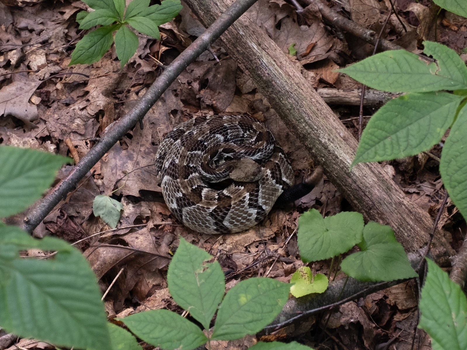 Timber rattlesnake coiled on forest floor leaf litter