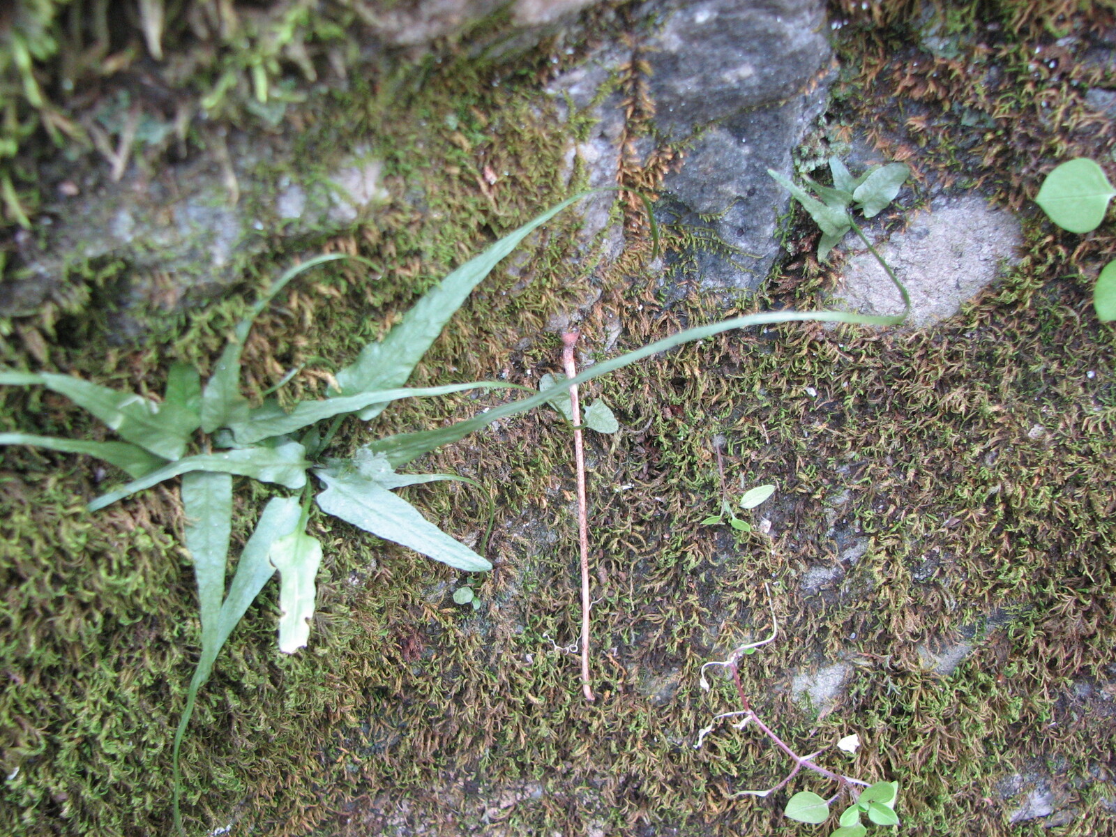 Walking fern on mossy limestone outcrop