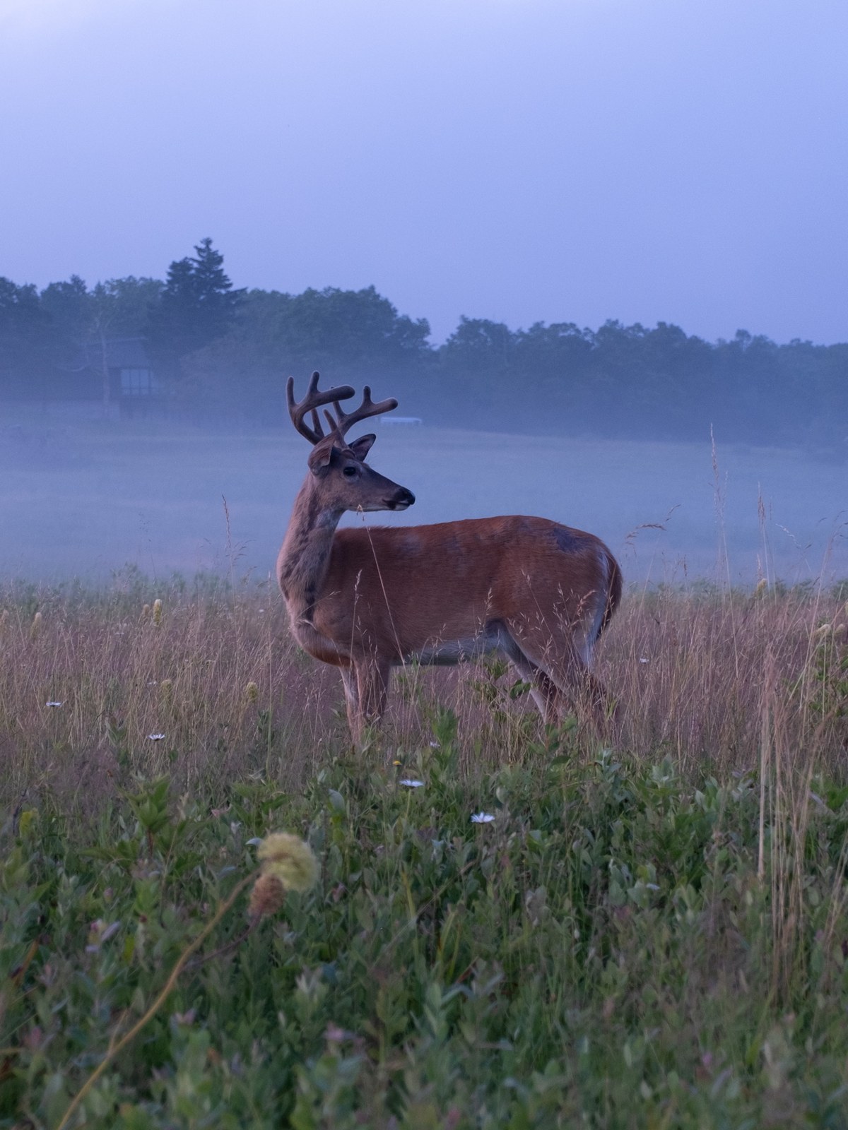 White-tailed deer buck in a forest clearing