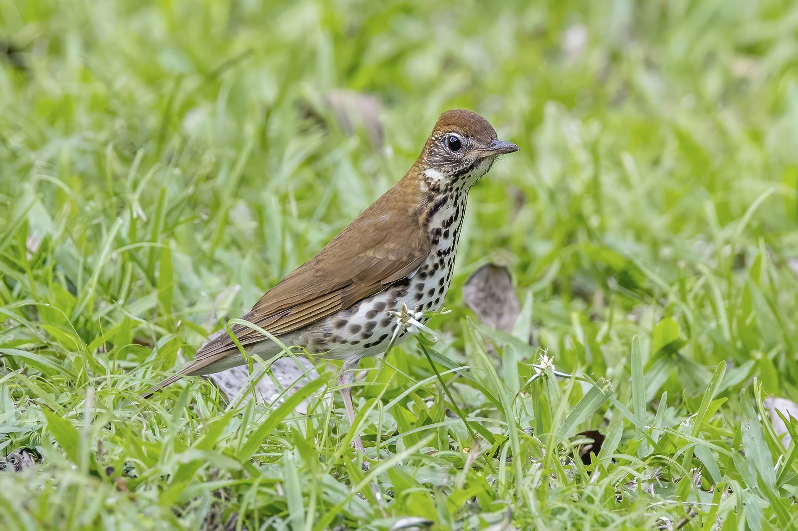 Wood thrush on a forest branch