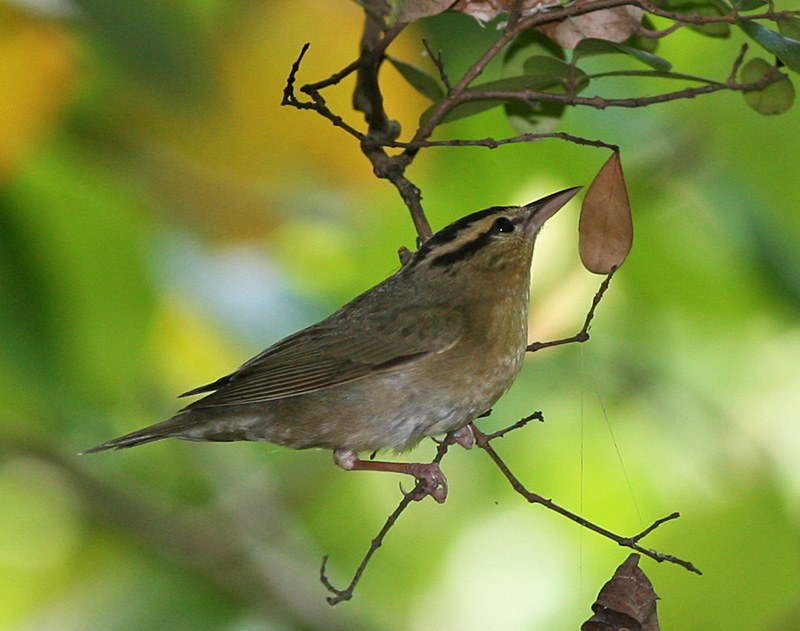 Worm-eating warbler on a branch, showing black head stripes