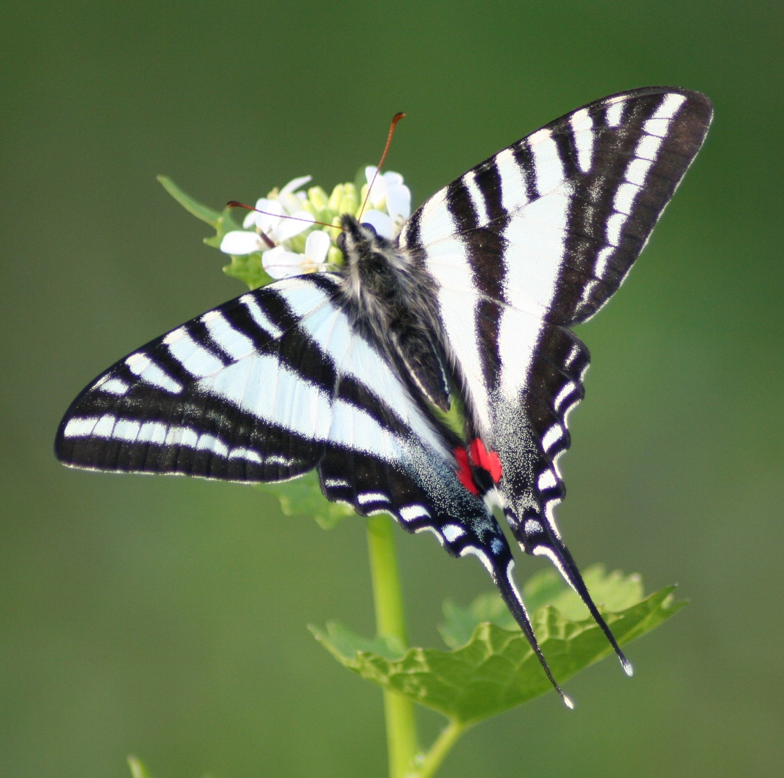 Zebra swallowtail butterfly on a flower, black and white stripes with red spots